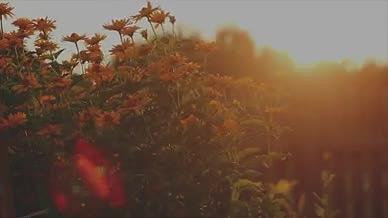 逆光植物逆光花卉植物花卉树木仰视视频的预览图